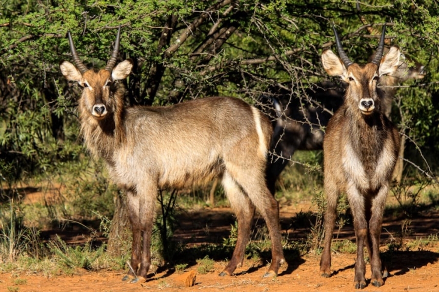 10 Bedroom Property for Sale in Swartruggens North West